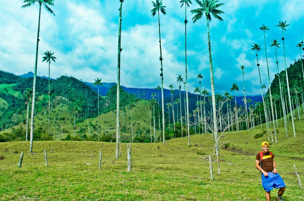 The tallest palm trees in the world