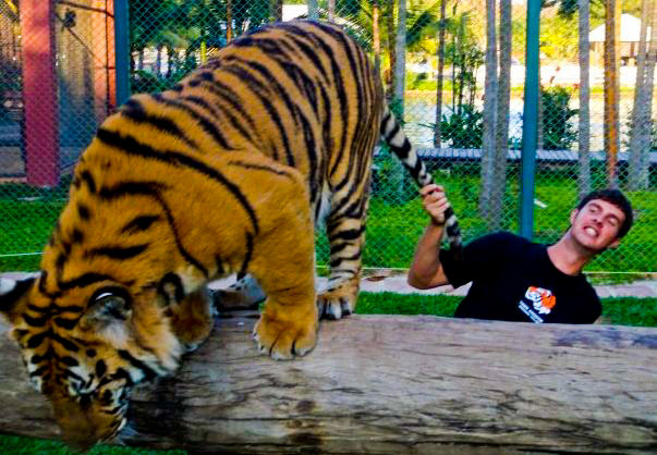 BEST JOB EVER: Tiger Training in Thailand
