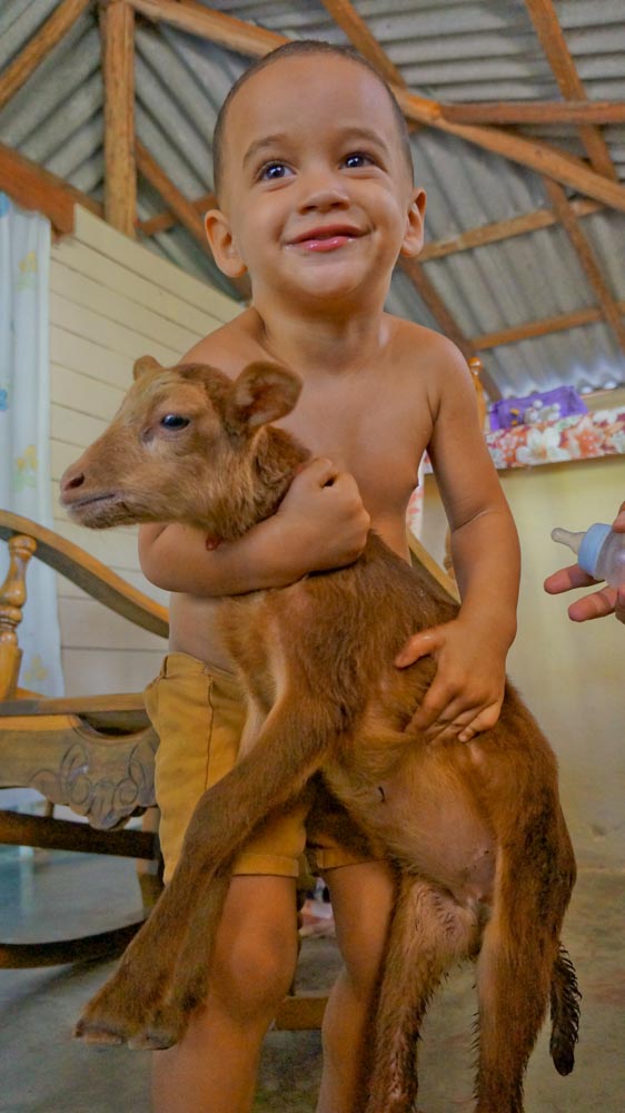 cuban child and goat