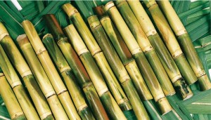 sugarcane