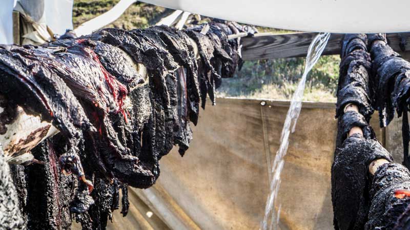 "Muktuk" - Beluga whale meat cold drying in the misty arctic air.