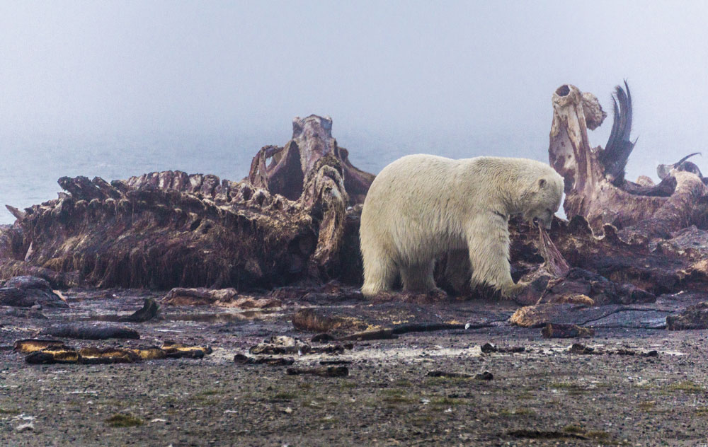 Polar Bear eating a Bowhead Whale - one of the most incredible thing we've ever witnessed