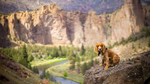 free activities - hiking with dog