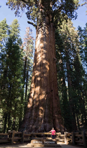 Tallest tree in the world